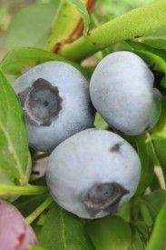 Lateblue-Szkółka Borówki Marka Beltera sadzonki borówki, borówka amerykańska, sadzonki borówki amerykańskiej, szkółka borówki,Lateblue